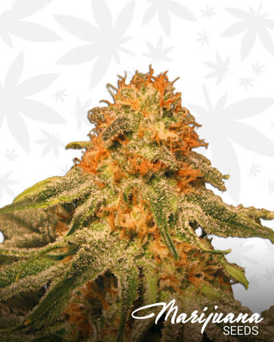 Orange Kush