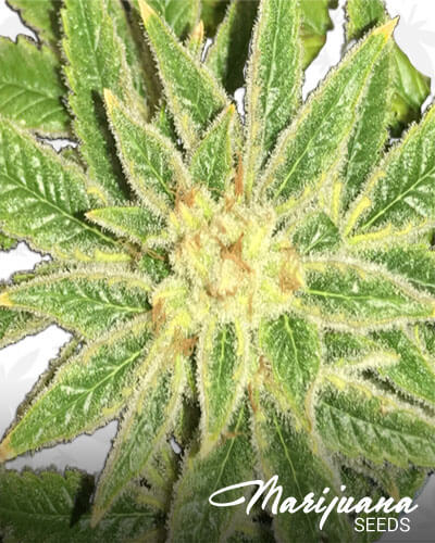 Orange Wreck
