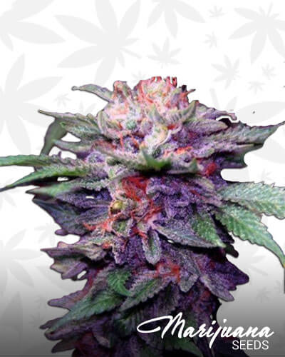 PVC OG