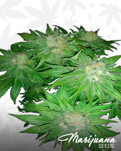 Pakistan Valley Kush