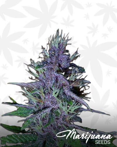 Pakistani Chitral Kush