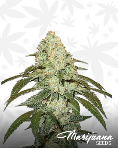 Paris OG
