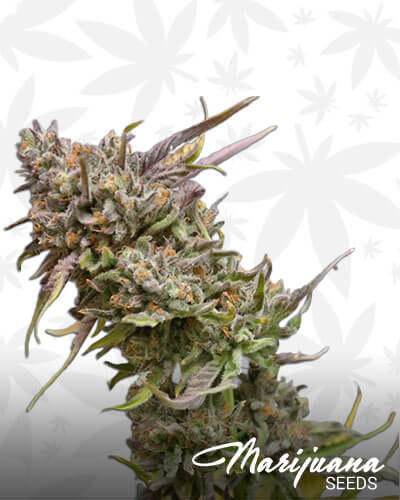 Peyote Cookies