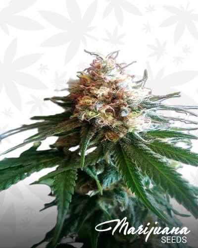 Phantom OG