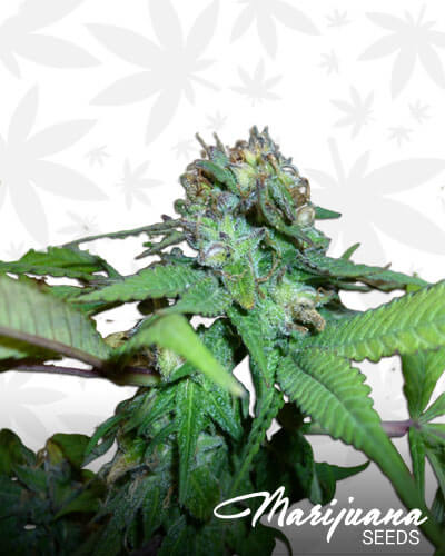 Pine Tar Kush