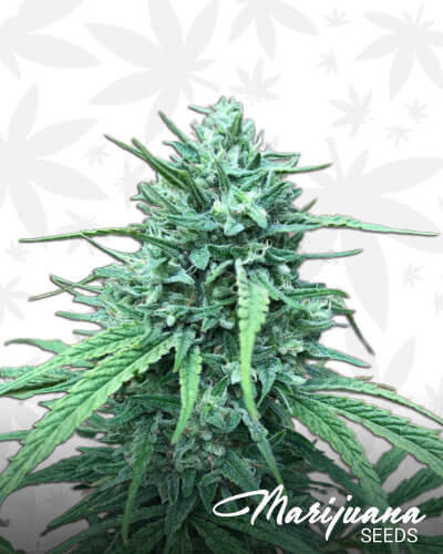 Pineapple Thai