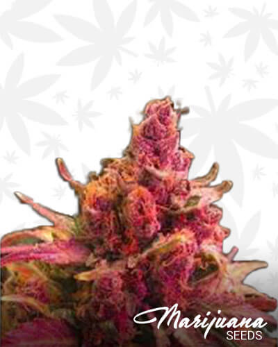 Pink Berry