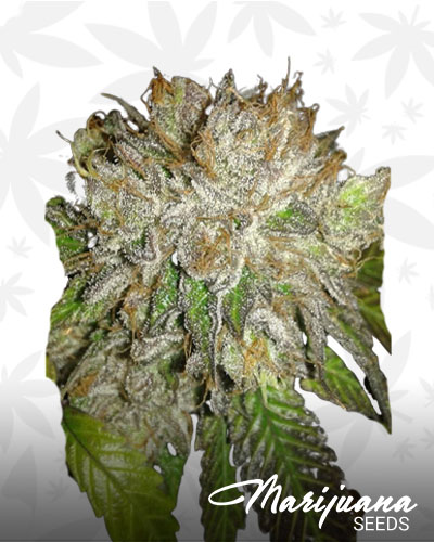 Platinum Kush