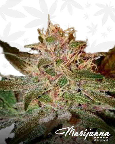 Pure Kush