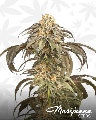 Purple Afghan Kush