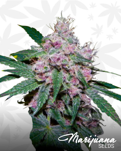 Purple Afghani
