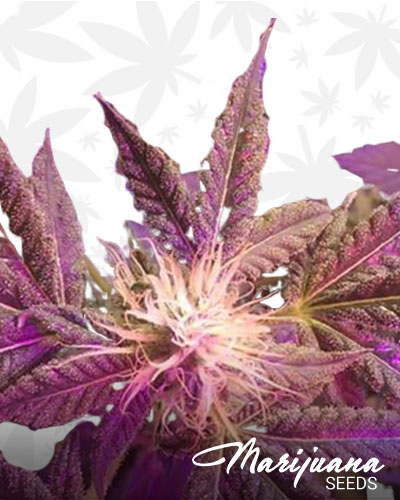Purple Berry