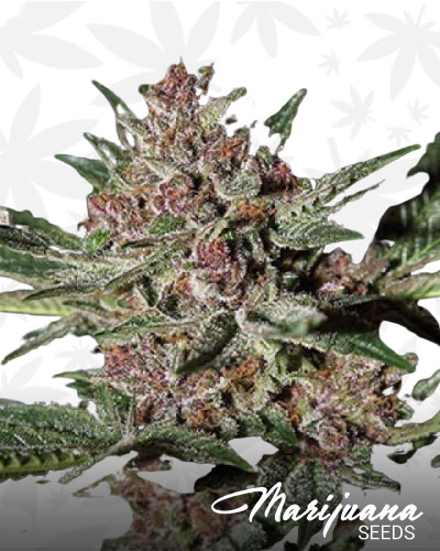 Purple Bubba