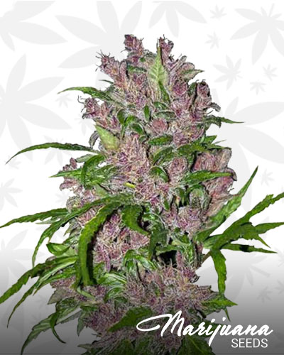 Purple Bud