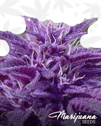 Purple Bush