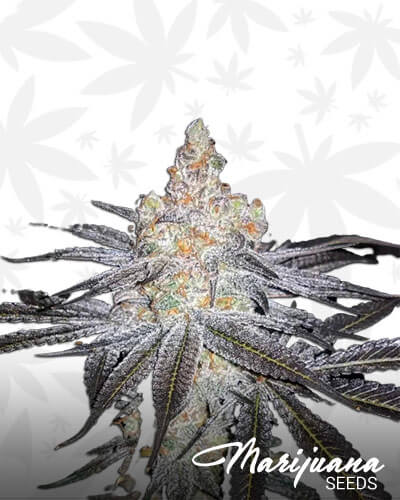 Purple Champagne
