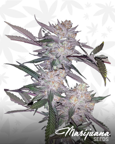 Purple Cheddar