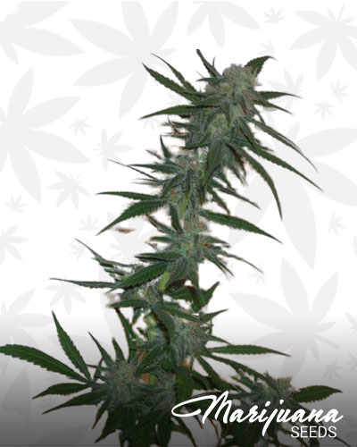 Purple Dragon