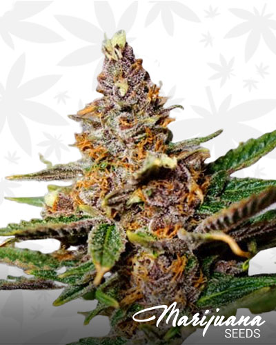Purple Elephant