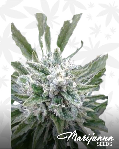 Purple Goo 1