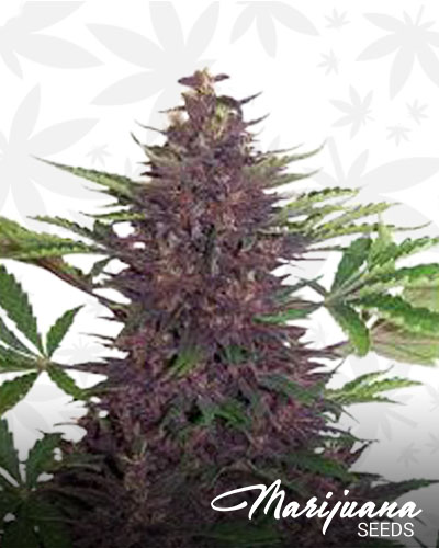 Purple Happy Rancher