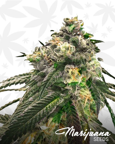 Purple Hindu Kush