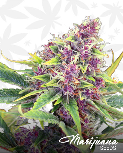 Purple Kush
