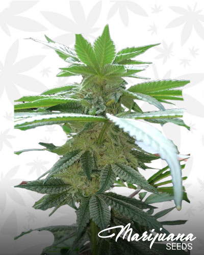 Purple Martian Kush