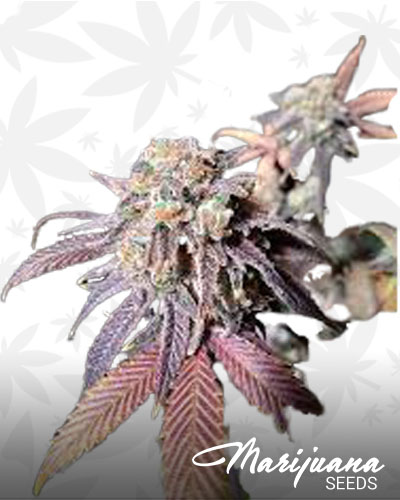Purple Monkey Balls