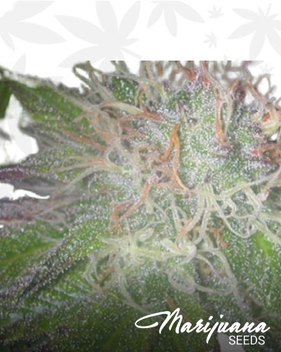 Purple Mr. Nice