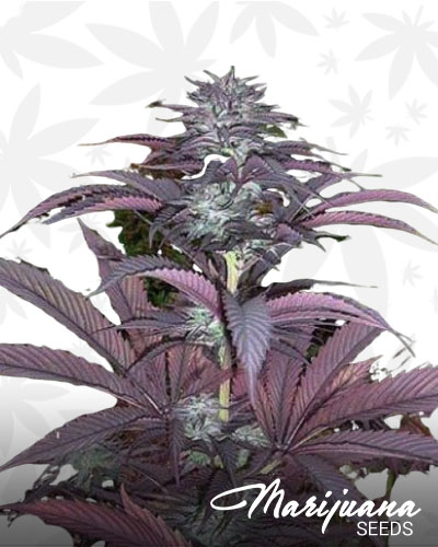Purple Pinecone