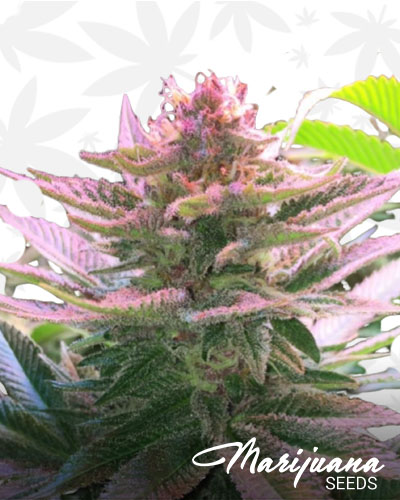 Purple Punch