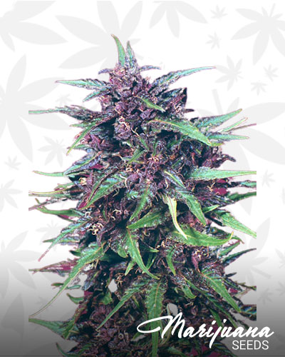 Purple Star