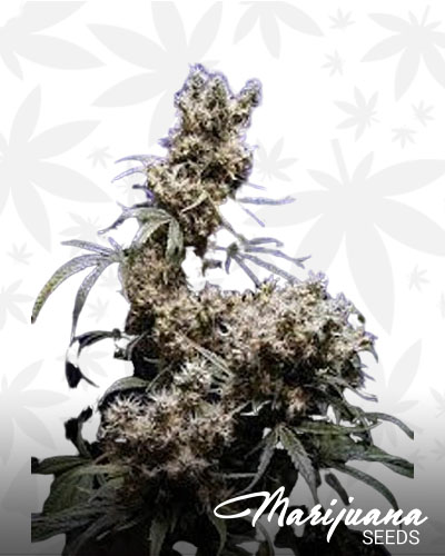 Purple Swish