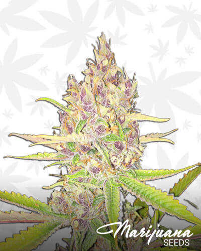 Purple Tangie