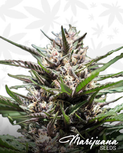Purple Thai