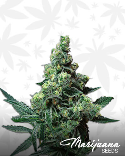 Quantum Kush
