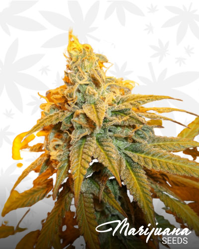 Rainbow Jones