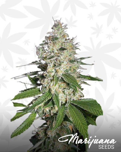 Raspberry Diesel
