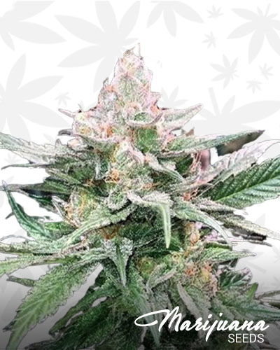 Raspberry Kush