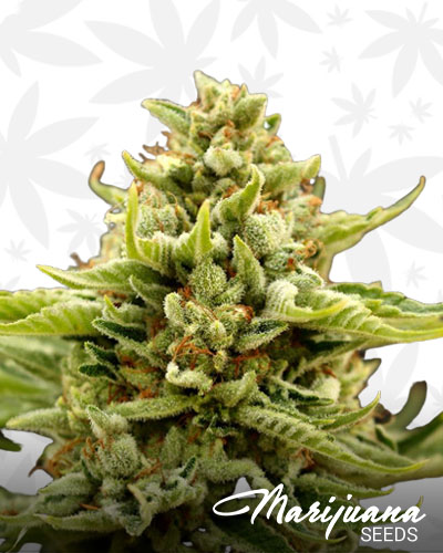 Rebel Berry OG