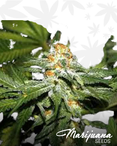 Rigger Kush