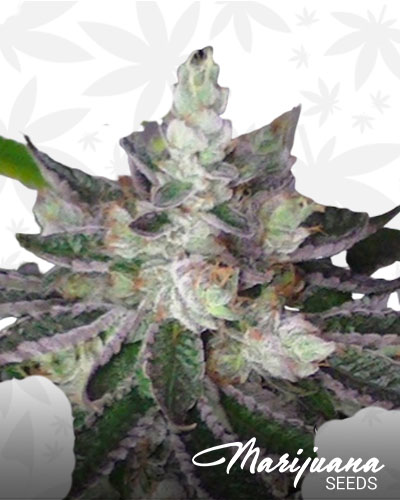 Rockstar Kush