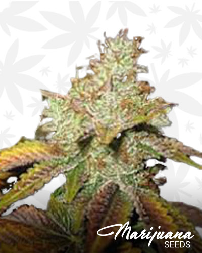 Rockstar Master Kush