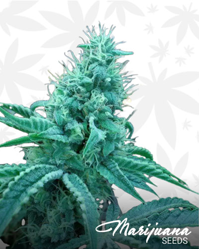 Rocky Mountain Blueberry
