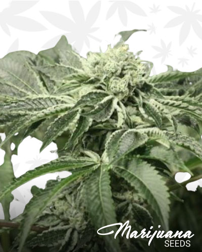 Rollex OG Kush