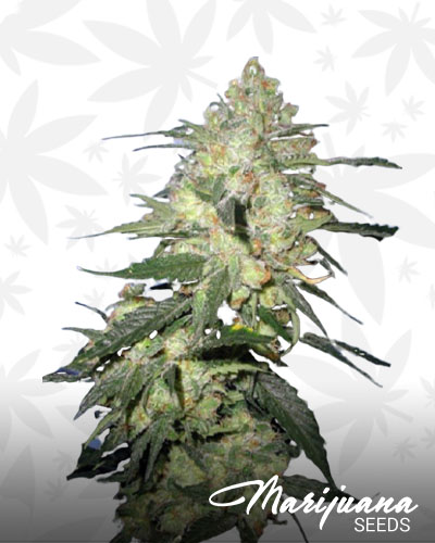 Romulan Grapefruit