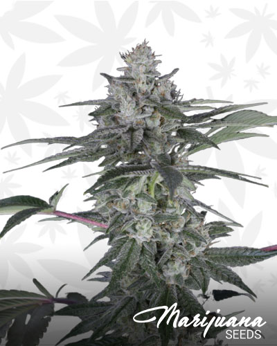 Romulan