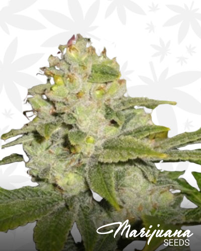 Royal Chemdawg