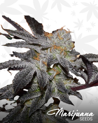 Royal Tree Sherbet